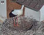 Capi_Dubne_20260813_080502.jpg