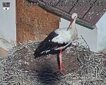 Capi_Dubne_20260813_085003.jpg