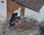 Capi_Dubne_20260813_090503.jpg