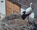 Capi_Dubne_20260813_133503.jpg