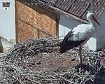 Capi_Dubne_20260813_140002.jpg