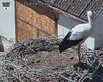 Capi_Dubne_20260813_141002.jpg