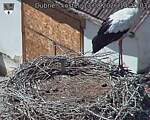 Capi_Dubne_20260813_142003.jpg