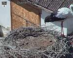 Capi_Dubne_20260813_142503.jpg