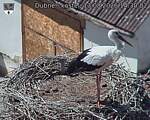 Capi_Dubne_20260813_143002.jpg