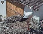 Capi_Dubne_20260813_143503.jpg