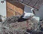 Capi_Dubne_20260813_144002.jpg