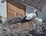 Capi_Dubne_20260813_145002.jpg