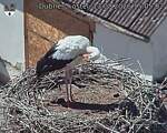 Capi_Dubne_20260813_150502.jpg