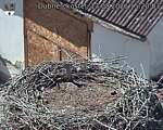 Capi_Dubne_20260813_152003.jpg