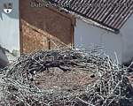 Capi_Dubne_20260813_153003.jpg