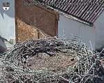 Capi_Dubne_20260813_153502.jpg