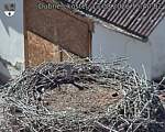 Capi_Dubne_20260813_154002.jpg