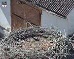 Capi_Dubne_20260813_160002.jpg