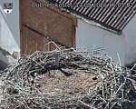 Capi_Dubne_20260813_160502.jpg