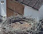 Capi_Dubne_20260813_161002.jpg