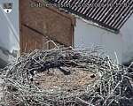 Capi_Dubne_20260813_161502.jpg