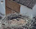 Capi_Dubne_20260813_162003.jpg