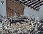Capi_Dubne_20260813_162502.jpg