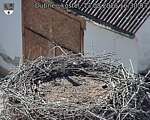 Capi_Dubne_20260813_163003.jpg