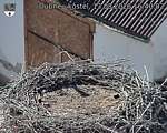 Capi_Dubne_20260813_164002.jpg