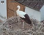 Capi_Dubne_20260813_201502.jpg