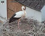 Capi_Dubne_20260813_202003.jpg