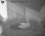 Capi_Dubne_20260813_210503.jpg