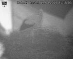 Capi_Dubne_20260813_211503.jpg