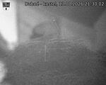 Capi_Dubne_20260813_213002.jpg