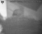 Capi_Dubne_20260813_213503.jpg