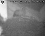 Capi_Dubne_20260813_214503.jpg