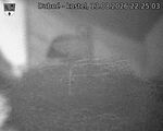 Capi_Dubne_20260813_222503.jpg