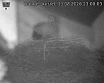 Capi_Dubne_20260813_230003.jpg