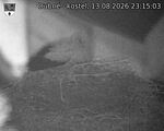 Capi_Dubne_20260813_231503.jpg