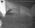 Capi_Dubne_20260814_001003.jpg