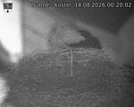 Capi_Dubne_20260814_002002.jpg