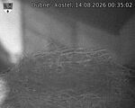 Capi_Dubne_20260814_003502.jpg