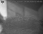 Capi_Dubne_20260814_024503.jpg