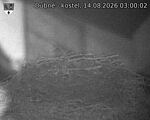 Capi_Dubne_20260814_030002.jpg