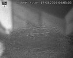 Capi_Dubne_20260814_040503.jpg