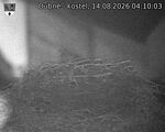 Capi_Dubne_20260814_041003.jpg