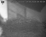 Capi_Dubne_20260814_044004.jpg