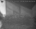 Capi_Dubne_20260814_045002.jpg