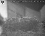 Capi_Dubne_20260814_050503.jpg