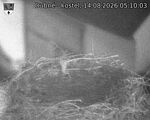 Capi_Dubne_20260814_051003.jpg