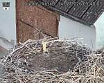 Capi_Dubne_20260814_054003.jpg
