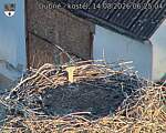 Capi_Dubne_20260814_062504.jpg