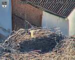 Capi_Dubne_20260814_063504.jpg