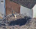 Capi_Dubne_20260814_064504.jpg